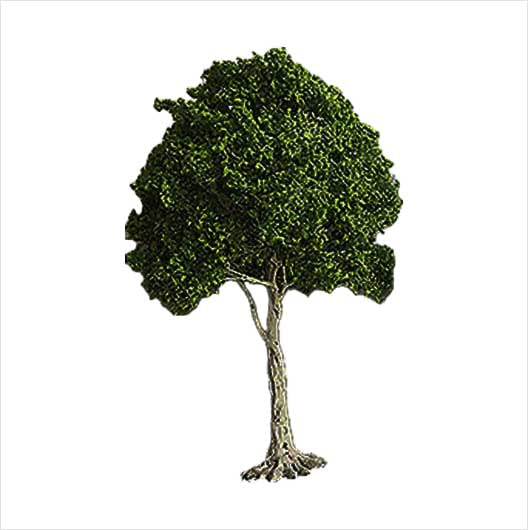 Scala OO | Albero da 30 piedi (confezione da 2)