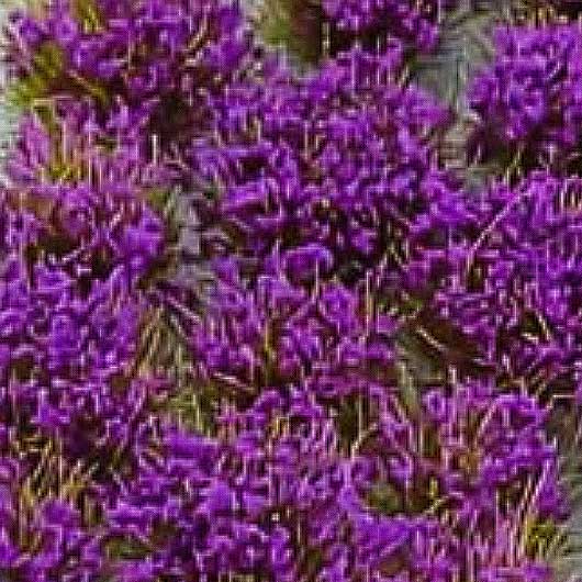 Flower Patches (32 pack)
