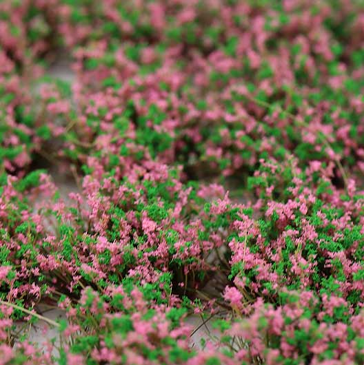 Scala OO | Toppe floreali (confezione da 28)