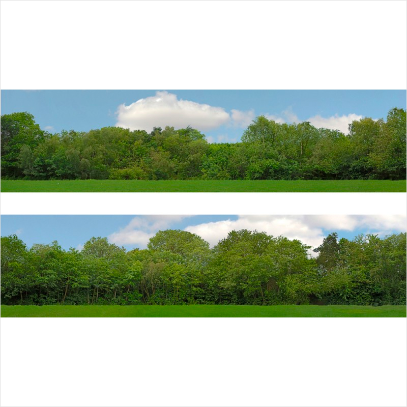 OO Scale Tall Trees Backscene - ID149A