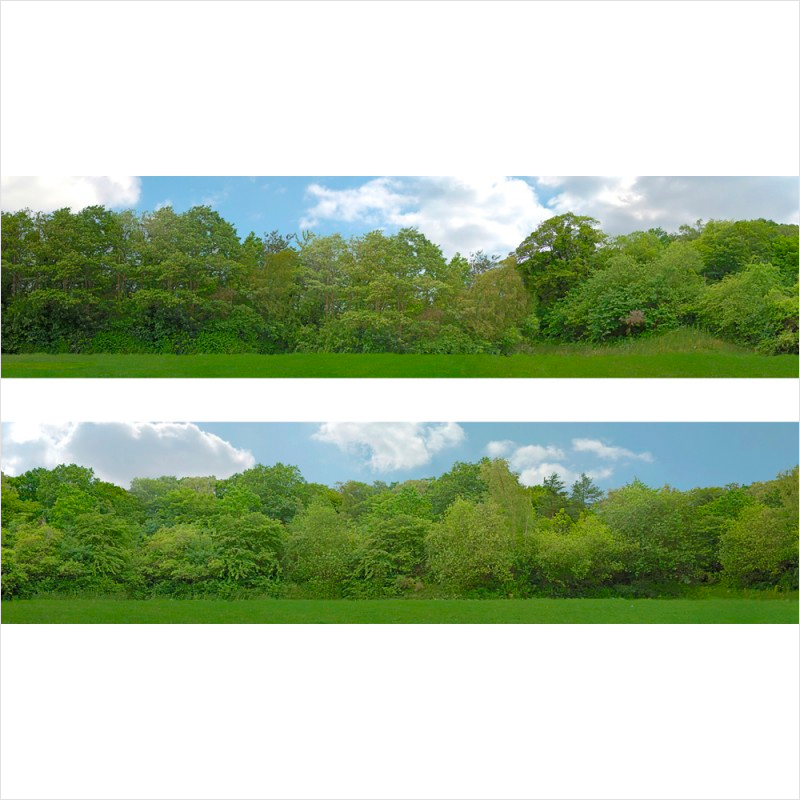 OO Scale Tall Trees Backscene - ID149B